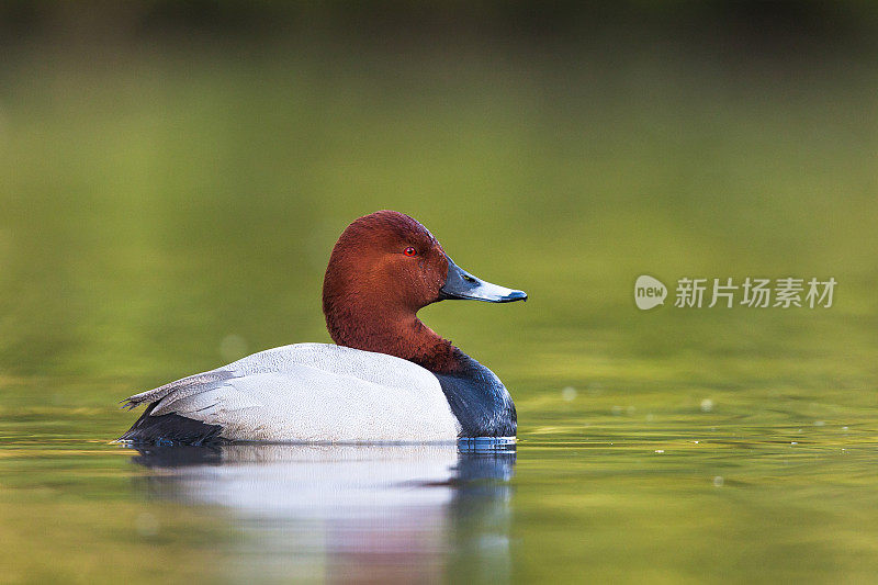 共同的pochard (Aythya ferina)